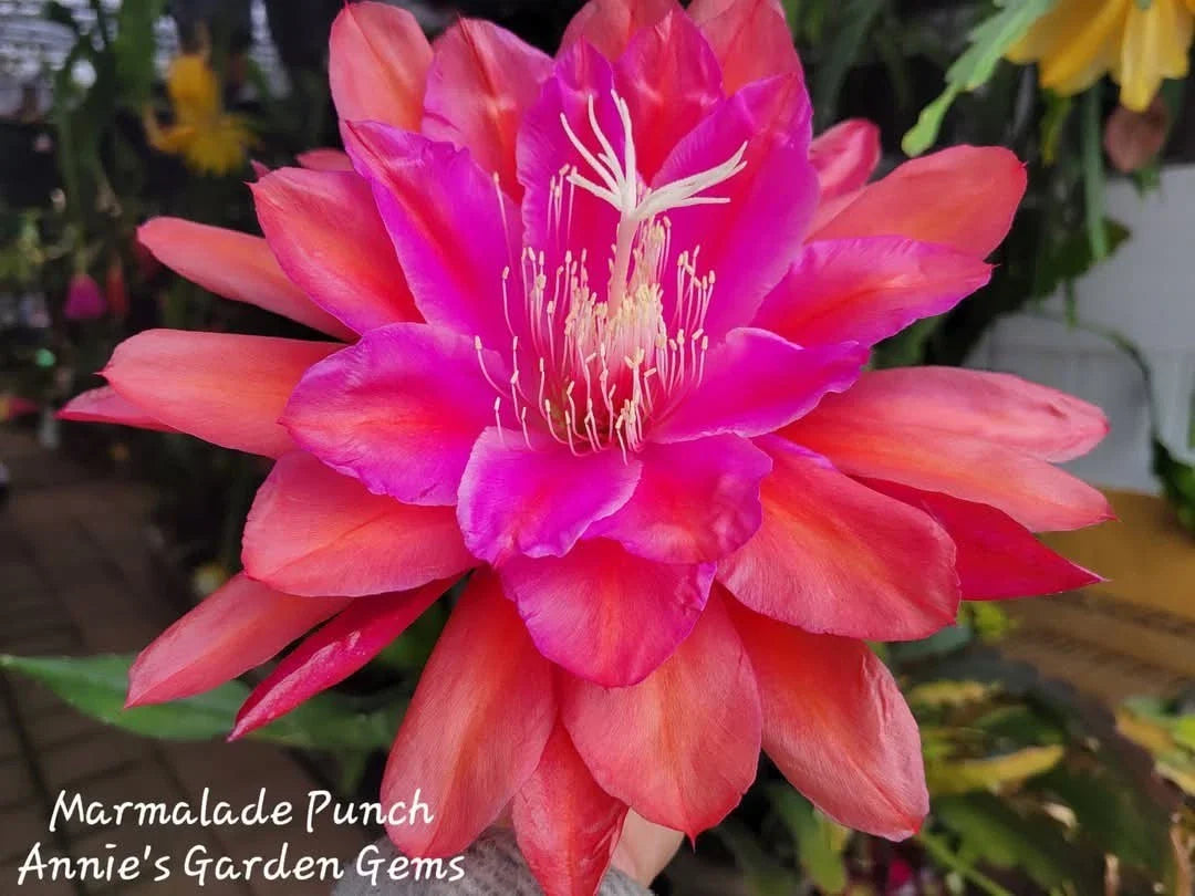 Epiphyllum Cuttings - 8 to 10 Inches - Marmalade Punch - Unrooted Epiphyllum oxypetalum