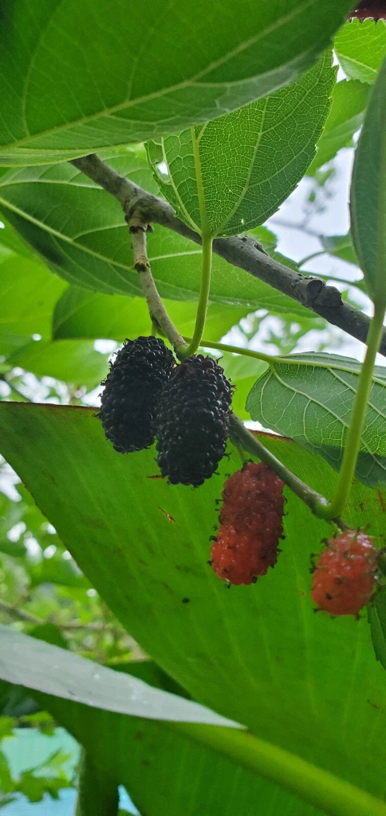 Mulberry Fruit Tree Rooted Cutting - Morus nigra - Mature Plant, Edible Fruit, Easy to Grow