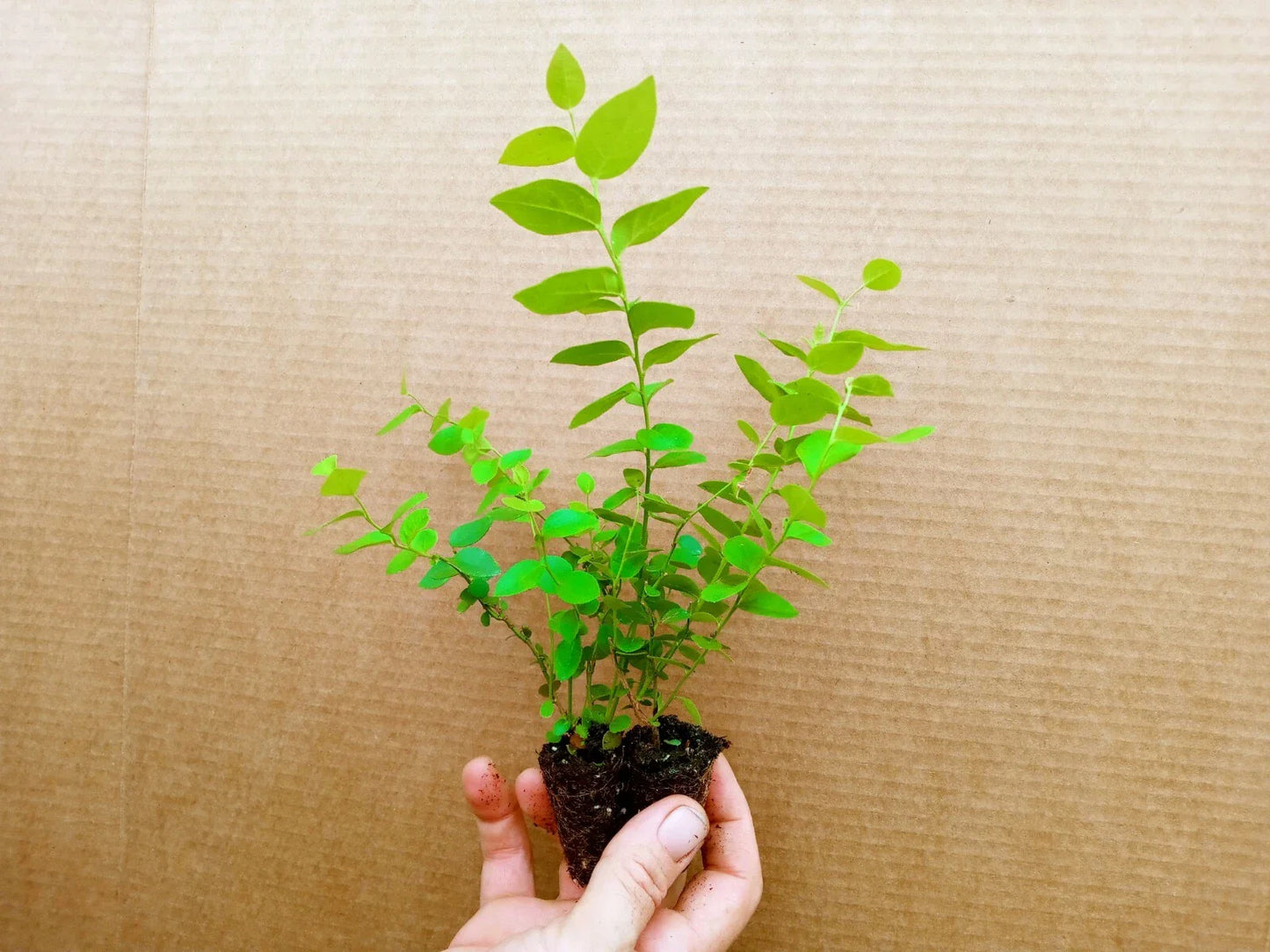 Blueberry Starter Plant Pair Reka Variety Vaccinium corymbosum Healthy Live Plants