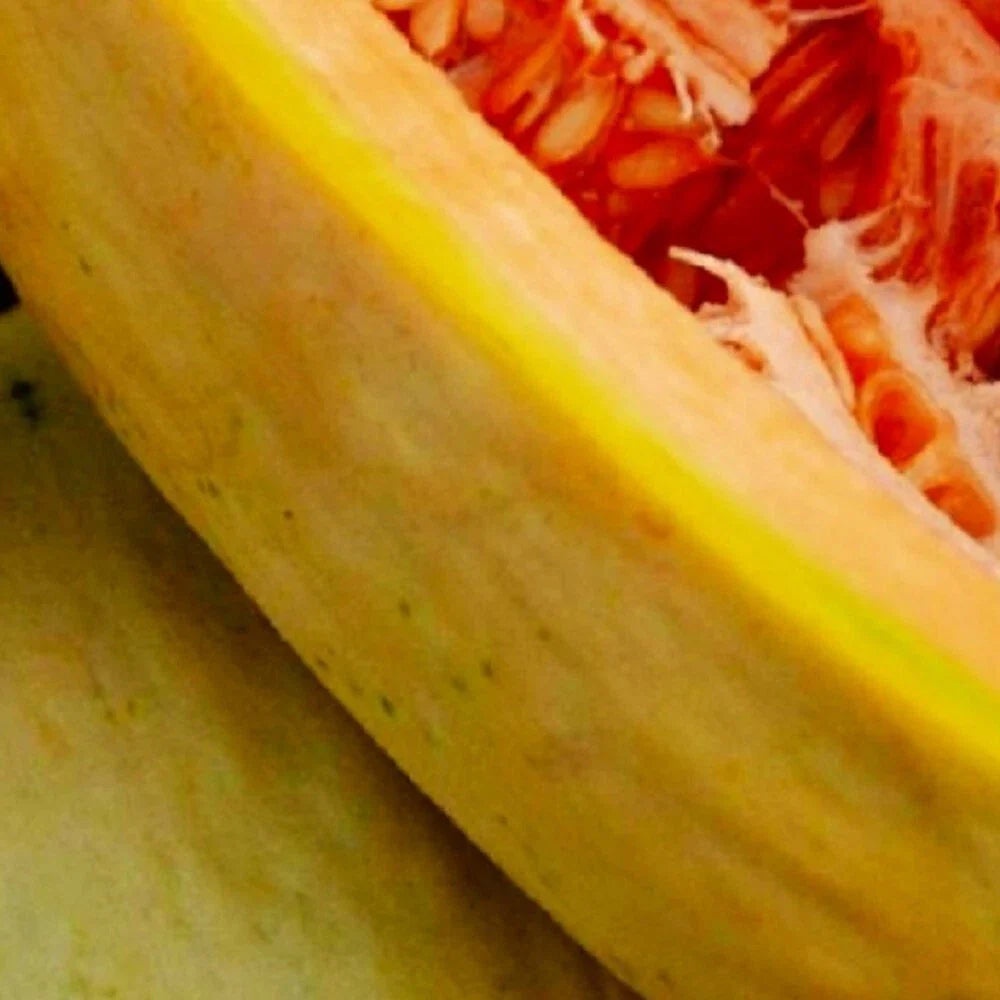 Banana Melon Seeds | NON-GMO Heirloom | Fresh Garden Seeds | Cucumis melo