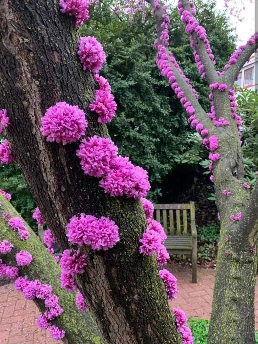 Judas Tree Seeds - 20 Pack - Flowering Tree - Cercis siliquastrum - Ideal for Yard Garden or Bonsai