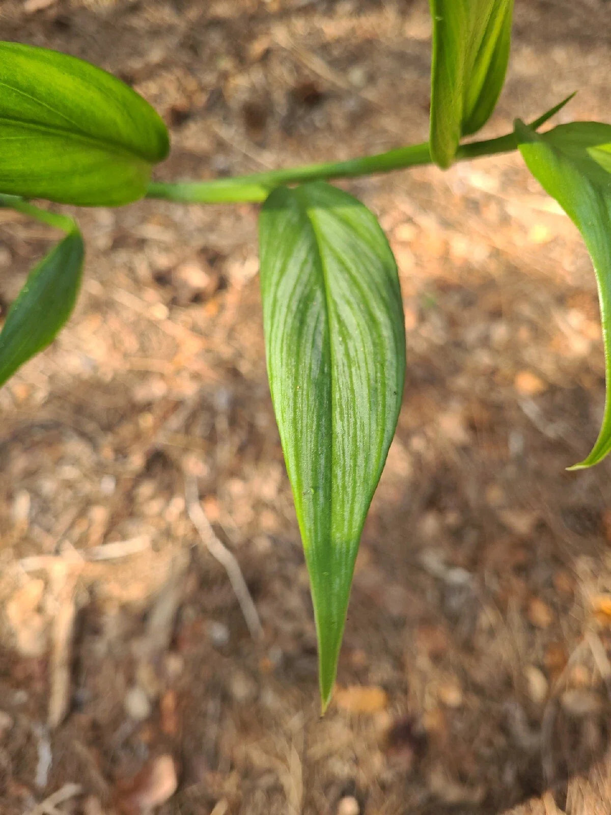 Epipremnum Amplissimum Silver Streak Cutting | 2 Nodes | Fresh Pothos Plant Cutting | Houseplant Decor