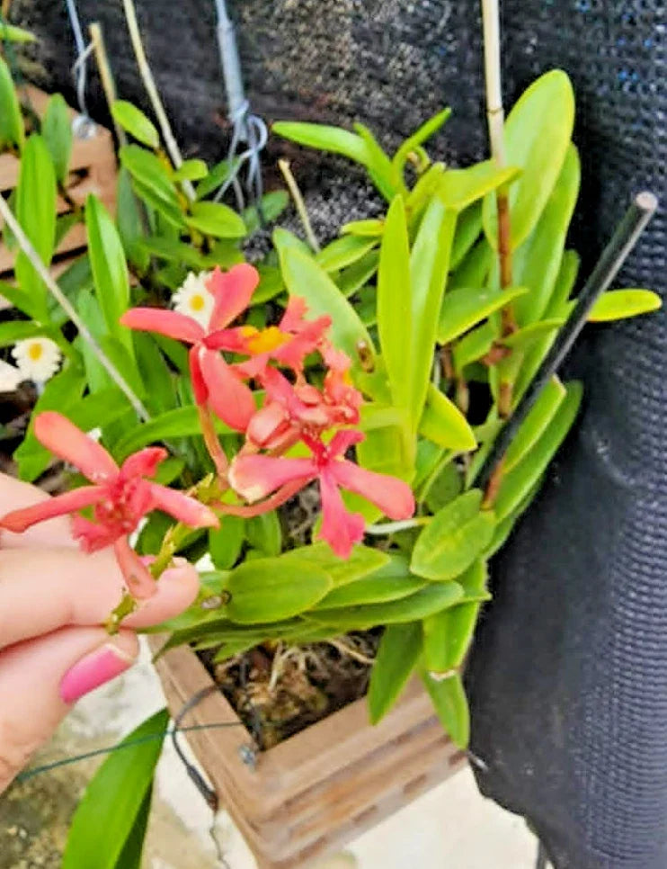 Epidendrum radicans Pink Orchid Cutting - 1 Rooted Cutting for Full Sun - Tropical Houseplant