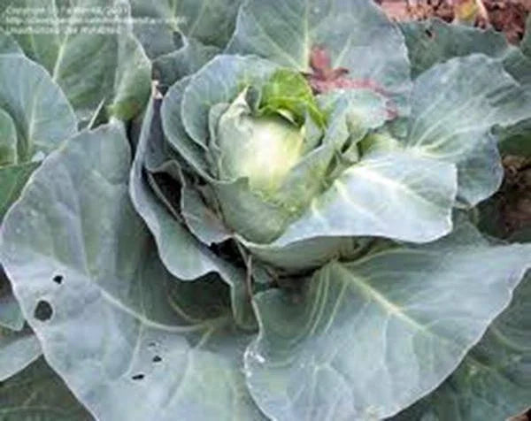 Cabbage Seeds, Heirloom Charleston Wakefield, Non-GMO, 25+ Seeds, Brassica oleracea