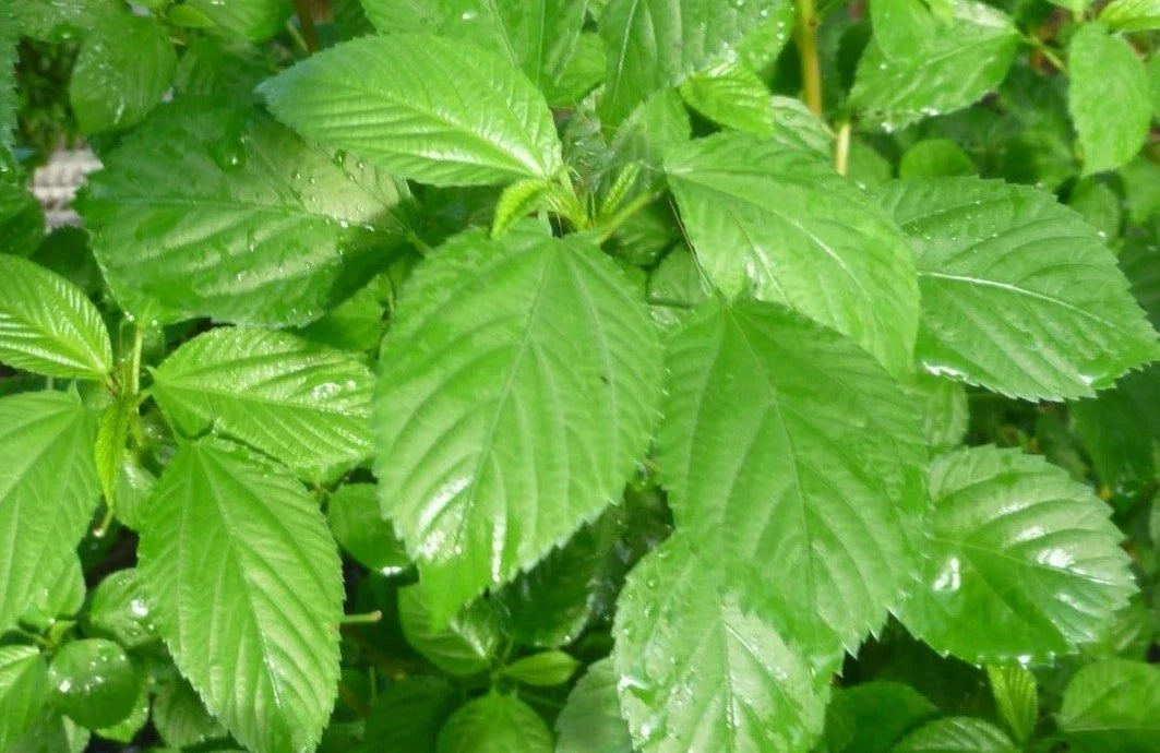 Egyptian Spinach Seeds 500 Count, Saluyot Green Jute Seeds, Corchorus olitorius for Gardening and Cooking