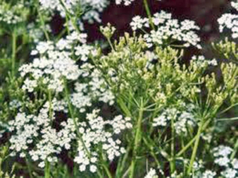 Caraway Herb Seeds - 100+ Seeds for Planting, Culinary Use, and Roots - Carum carvi
