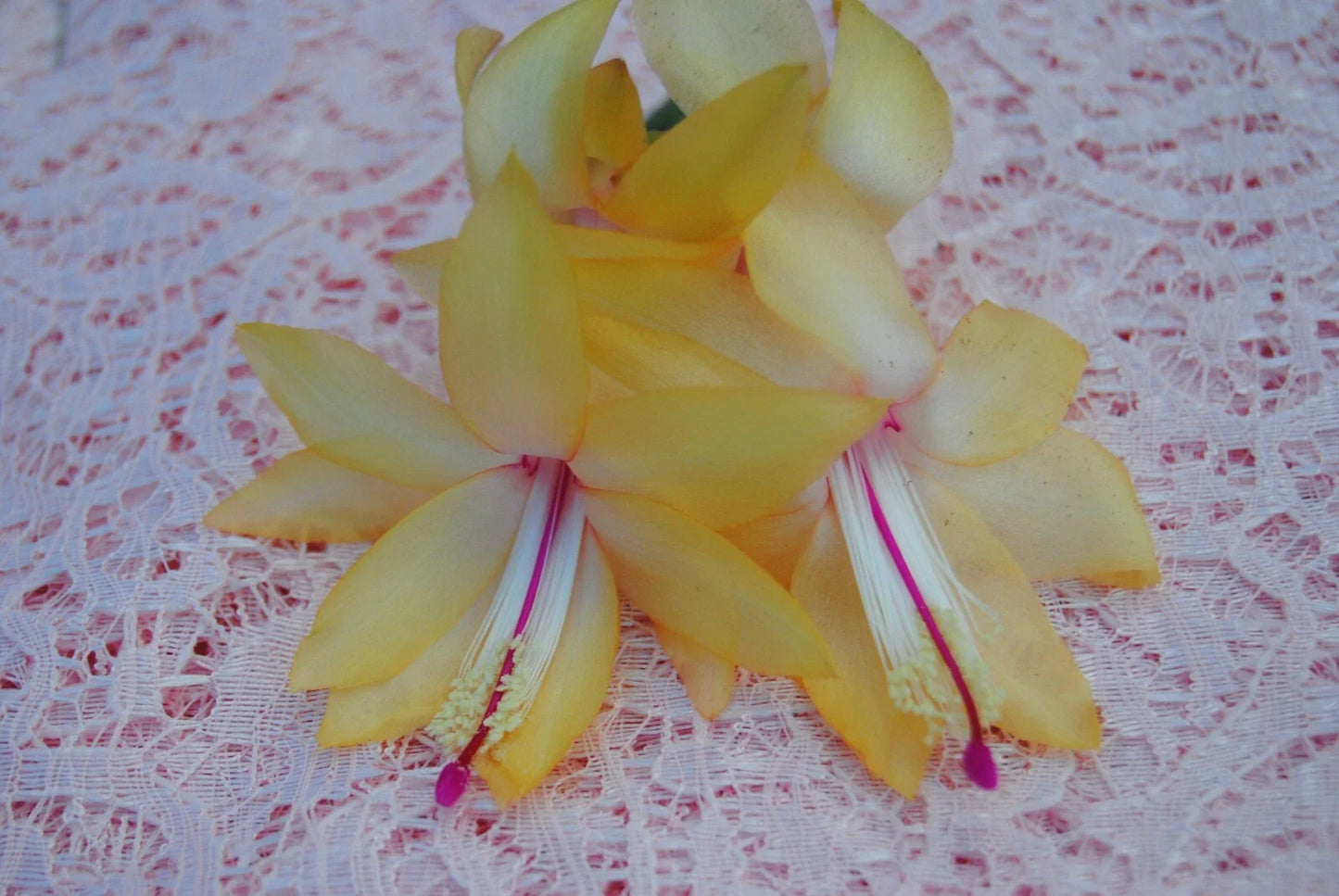 Christmas Cactus Starter Plant - Cambridge - Schlumbergera Truncata - Perfect for Holiday Decor and Indoor Gardening