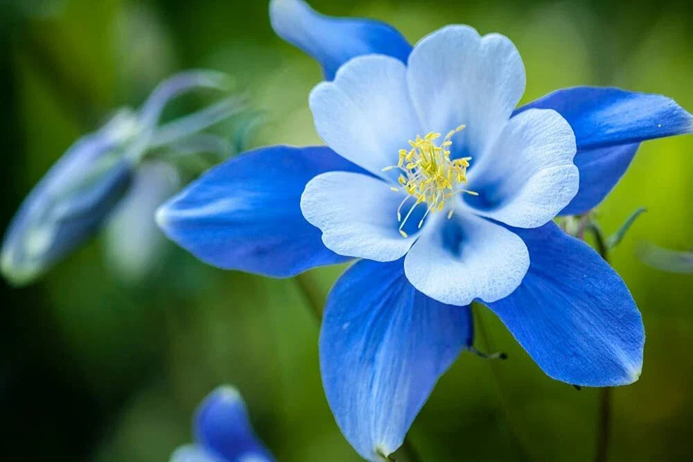 Blue Colorado Columbine Flower Seeds - 100 Non-GMO Seeds - Aquilegia caerulea