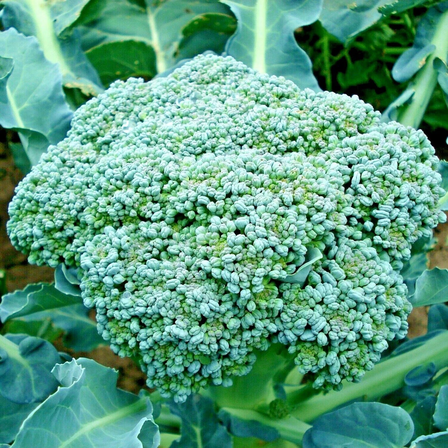 Organic Heirloom Broccoli Seeds - 301+ Green Sprouting Variety for Cool Season Vegetable Garden - Brassica oleracea