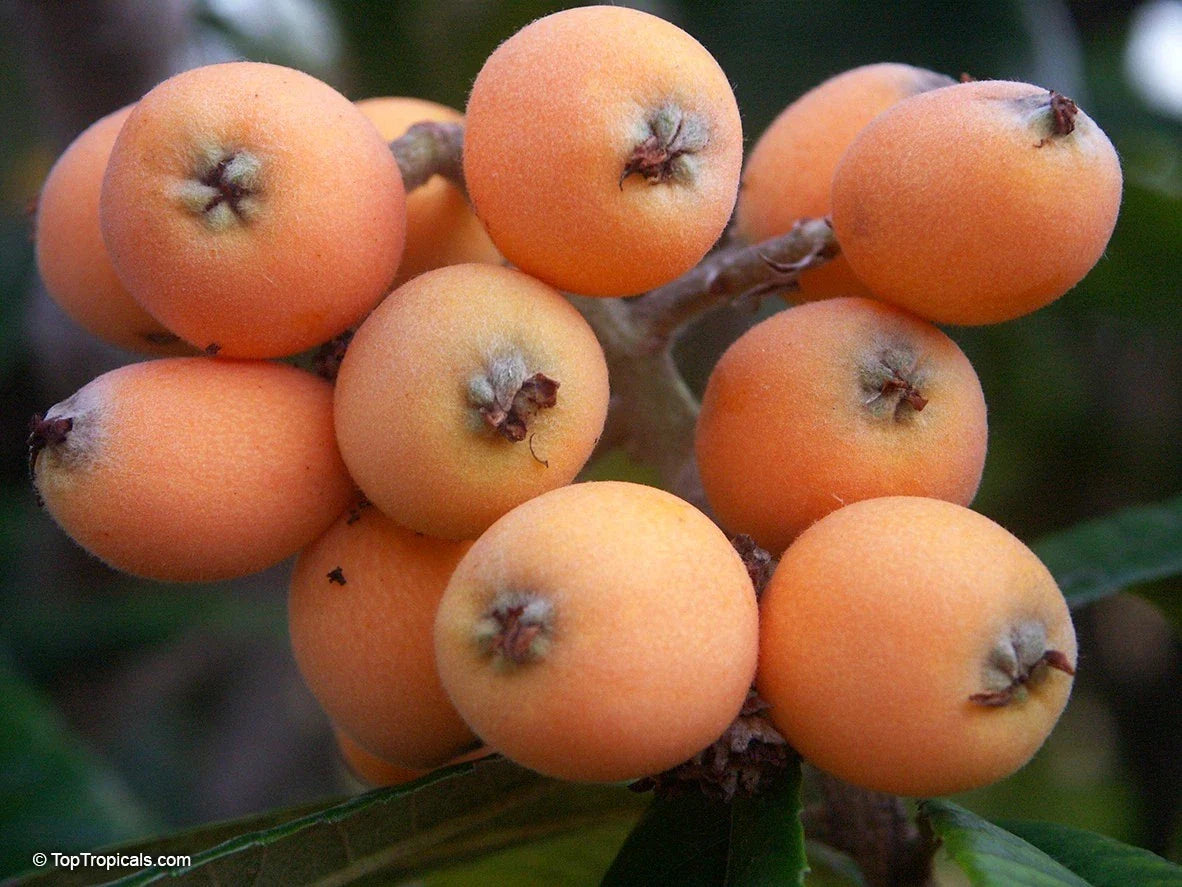 Large Early Red Loquat Tree - Strong Stem, Rooted, 12" - Eriobotrya japonica