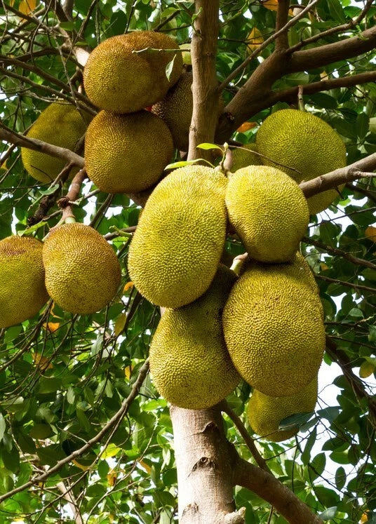 Jackfruit Seedling Tree Live 8-10in Tall Artocarpus heterophyllus 1 Year Old