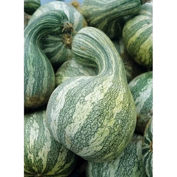 Cushaw Mixture Seeds - Fresh Squash/Pumpkin Seeds - Heirloom Variety - Cucurbita argyrosperma