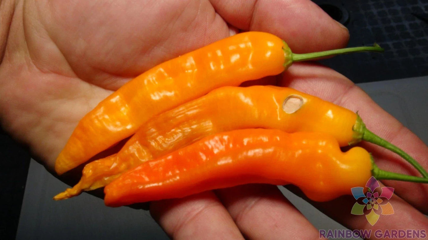 Aji Ahuachapau Hot Pepper Seeds - 25+ Pack - Organic Spicy Pepper Seeds for Garden Planting - Capsicum baccatum