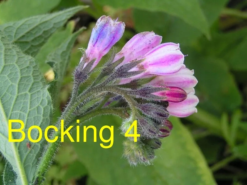 Russian Comfrey Live Root Cuttings - 10 Unroot Cuttings - Bocking 4 Cultivar - Freshly Harvested, Ideal for Gardening