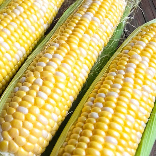 Ambrosia Corn Seeds | Bicolor Sweet F1 Hybrid | Non-GMO | Zea mays