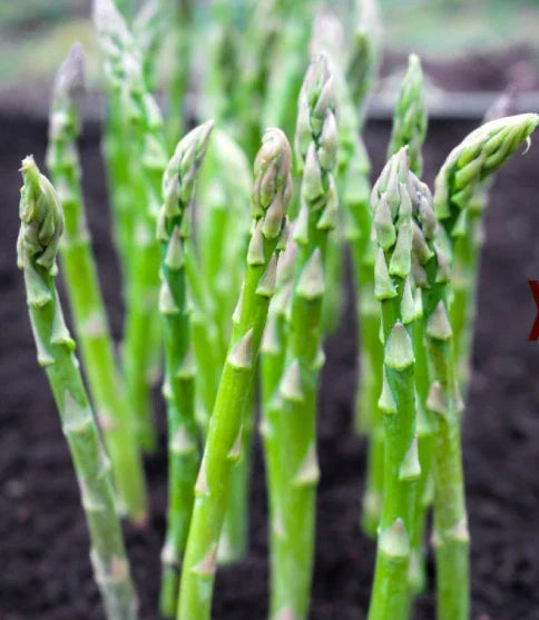 Asparagus Seeds 50 Count Mary Washington Perennial Heavy Yields (Asparagus officinalis) Popular in USA