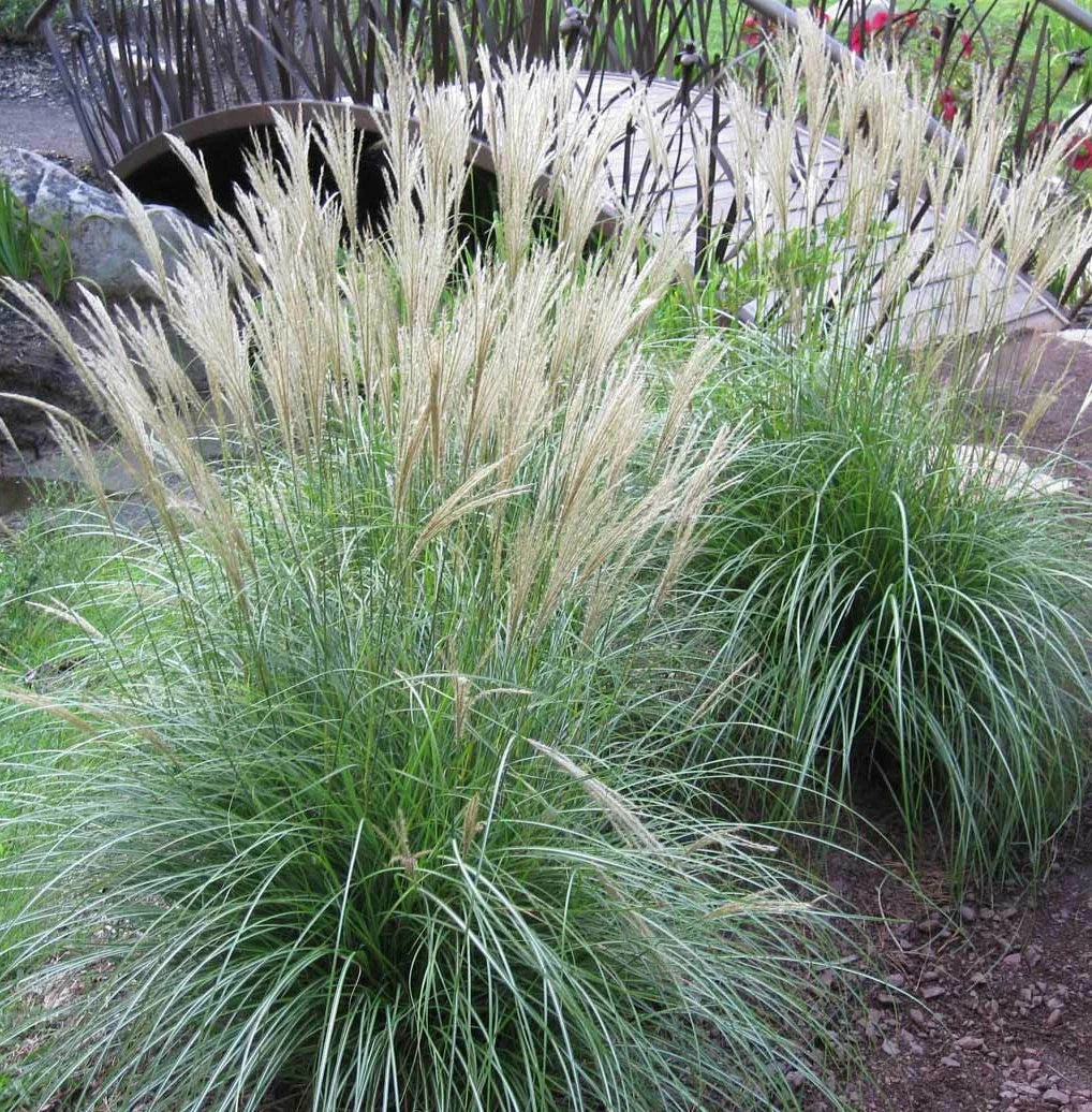 Large Adagio Maiden Grass Plant Clump - LIVE 3+ Year Fully Rooted Perennial (Miscanthus sinensis 'Adagio')