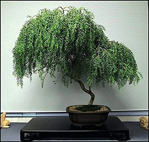 Bonsai Dwarf Weeping Willow Tree Cutting - Thick Trunk - Indoor/Outdoor Live Plant - Salix babylonica