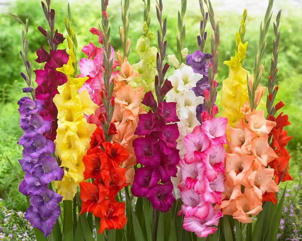 Gladiolus Bulbs - Mixed Colors - Flower Bulbs for Garden (Gladiolus hortulanus)