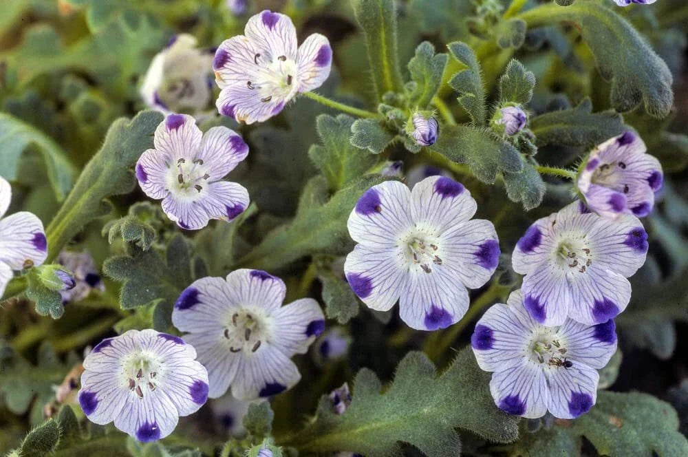 Five Spot Flower Seeds 500 Seeds Blue and White Nemophila Maculata for Planting