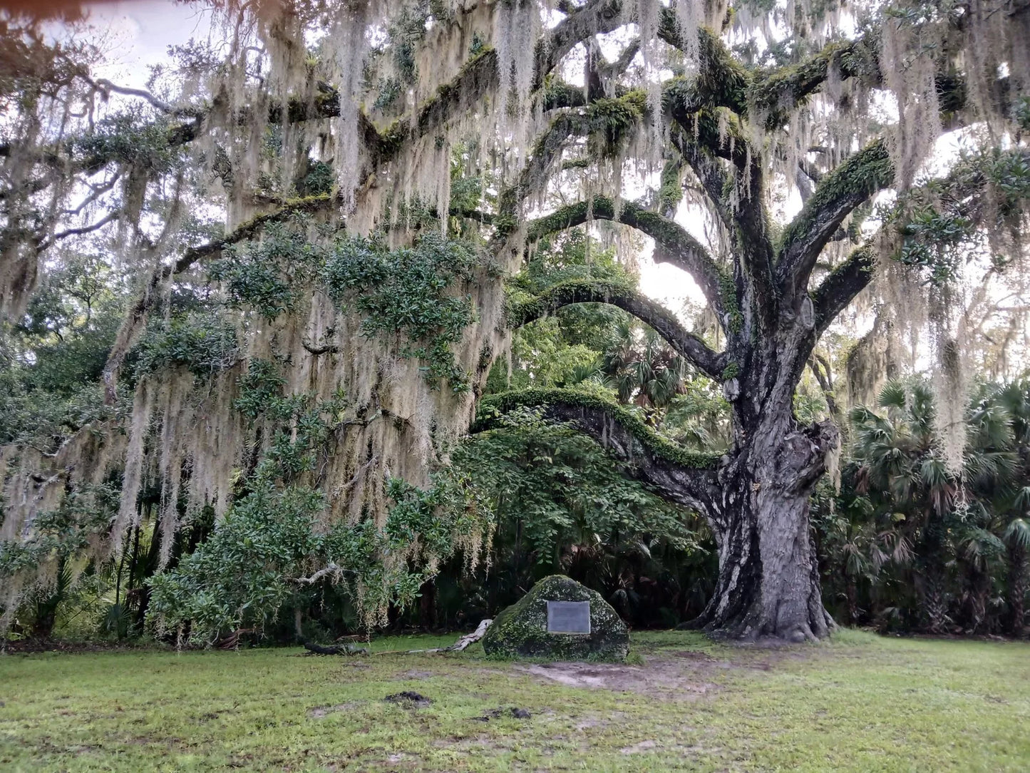 Live Oak Tree 6"-12" Evergreen Quercus Virginiana 4 Rooted TX Florida Plants