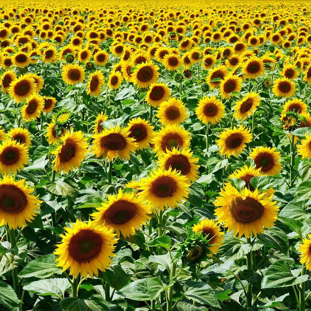 Mammoth Grey Stripe Sunflower Seeds - NON-GMO, Helianthus annuus, Bulk Pack, Free Shipping