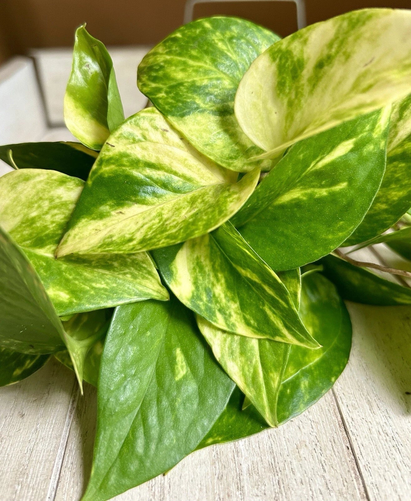 Rooted Pothos Cuttings - 10 Pack - Green Varieties - Epipremnum aureum