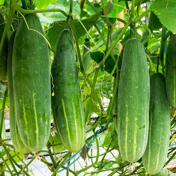 Poinsett 76 Cucumber Seeds | Medium Slicing Cucumbers | Fast Shipping | Cucumis sativus