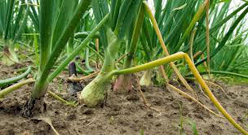 Texas Early Grano Onion Seeds, Heirloom, 25+ Seeds, Short Day, Vidalia Type, Allium cepa