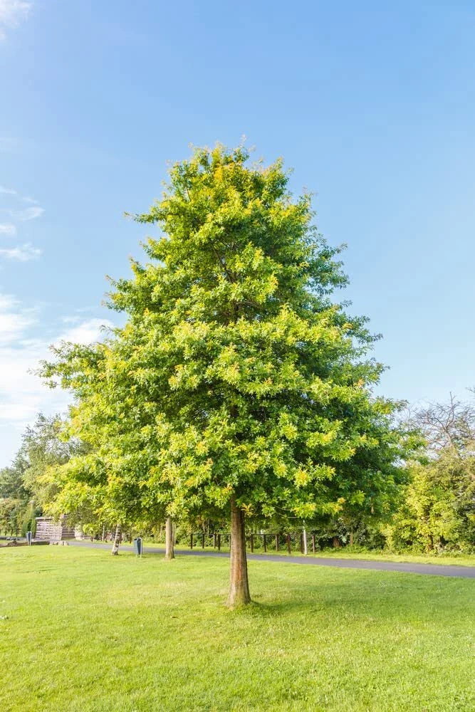 Pin Oak Tree Seeds | 5 Large Healthy Seeds | Vibrant Red Leaves | Quercus palustris