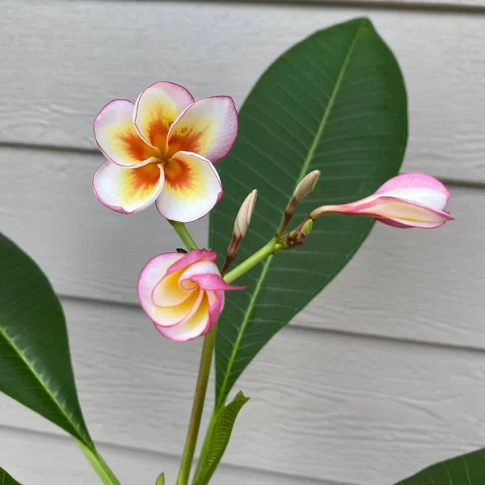 Fireblast Plumeria Cutting - Mid Cut - Tropical Flowering Plant - Plumeria spp.
