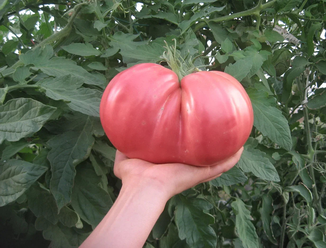German Giant Tomato Seeds - 10+ Non-GMO Heirloom Organic Seeds - Huge Variety for Home Gardening - Solanum lycopersicum
