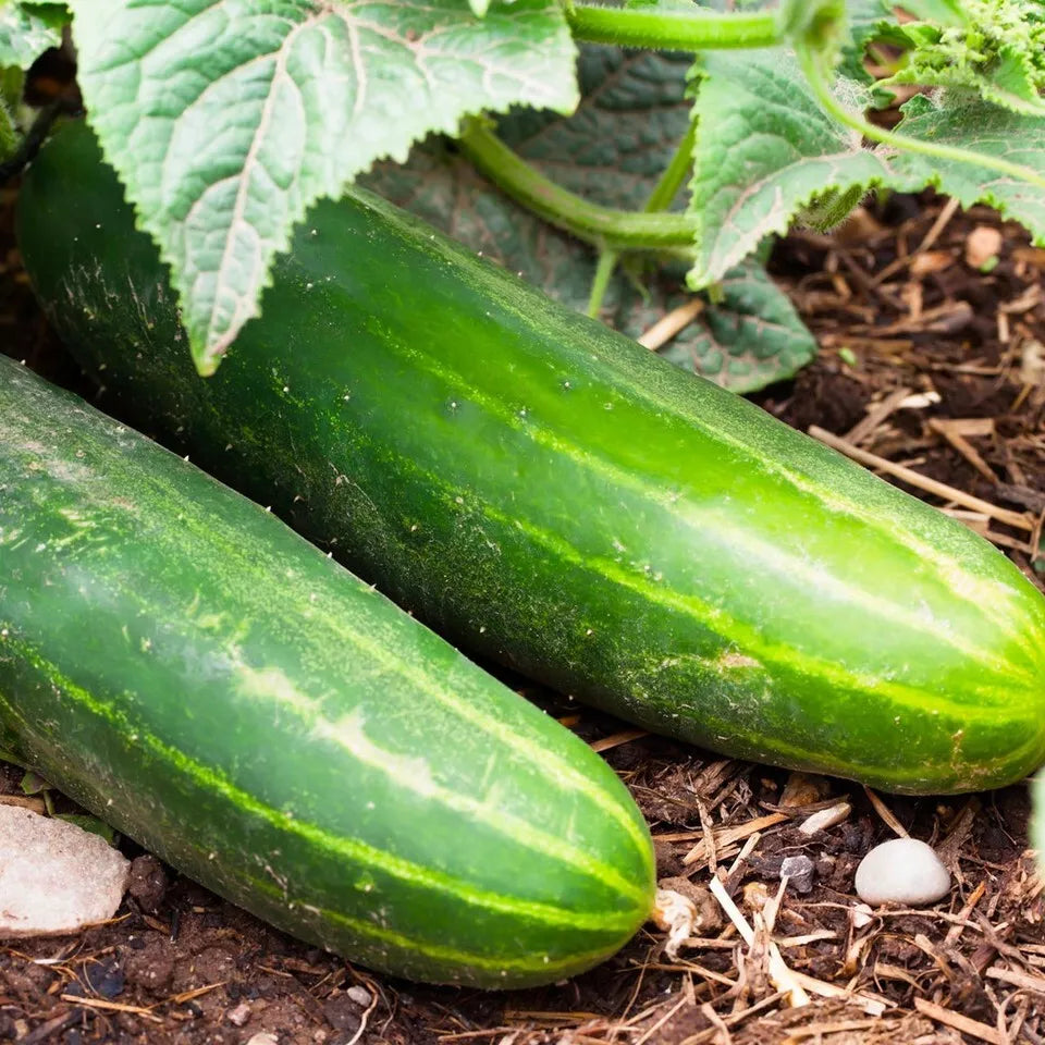 Ashley Long Cucumber Seeds - 50+ Heirloom, Non-GMO, Organic - Fresh Cucumis sativus