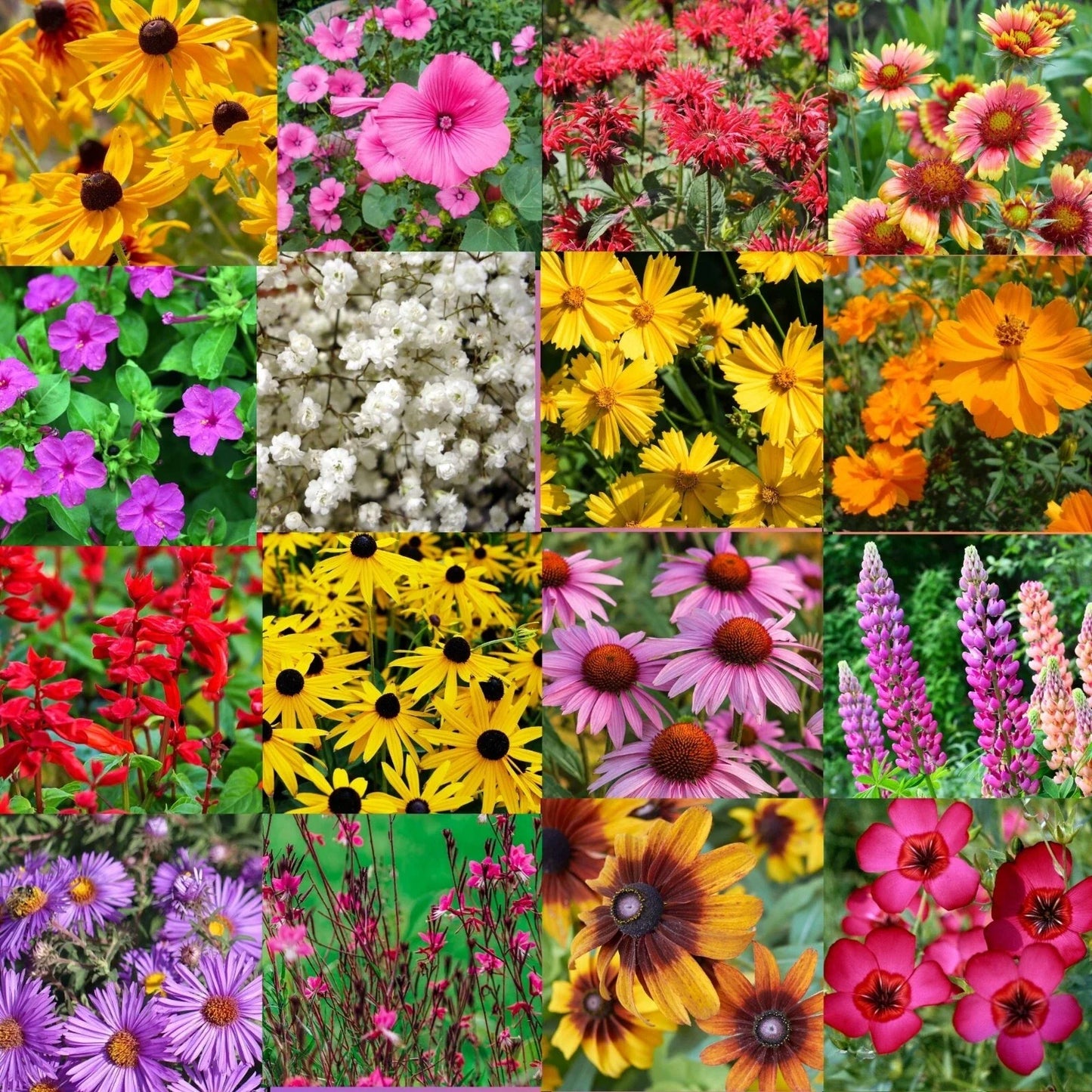 Bulk Wildflower Seed Mix 1/2 LB Southeastern US Variety, Covers 2,000 sq ft, Native Wildflowers