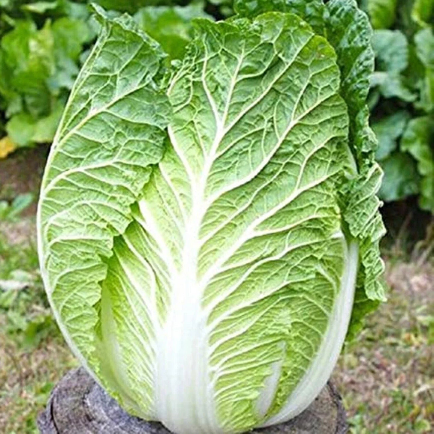 Kyoto No 3 Japanese Napa Cabbage Seeds - 600+ Seeds - Bok Choy Asian Vegetable - Brassica rapa var. pekinensis