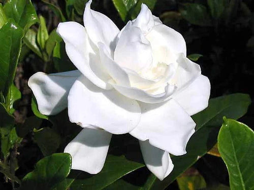 Heirloom Gardenia Bush Live Plant - 6" White Flowering Cape Jasmine (Gardenia Jasminoides) - Fragrant Starter Shrub