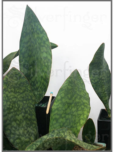 Sansevieria Masoniana Leaf Pup - Mason's Congo Paddle Plant - Healthy Rooted Starter - Sansevieria masoniana