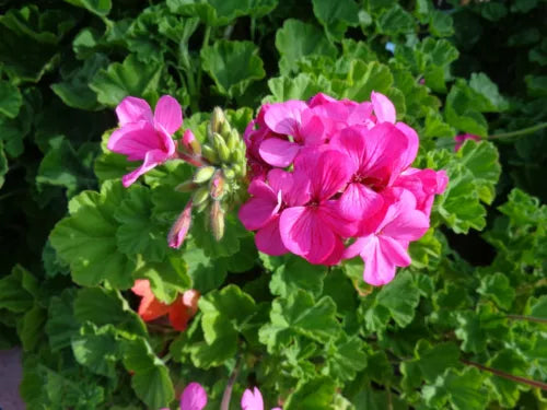 Geranium Cuttings 30x6" Hardy Fragrant Pink Flowers Pelargonium Graveolens