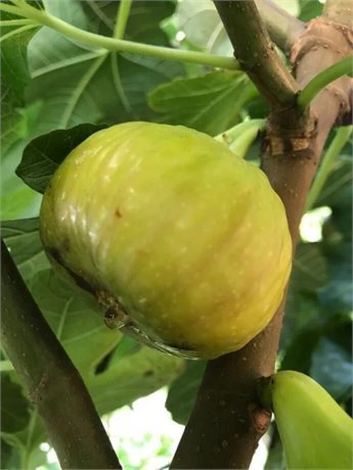 Sicilian White Fig Cutting – Ficus carica, Unrooted Fig Tree Cutting with 3+ Nodes, Over 8 Inches Long