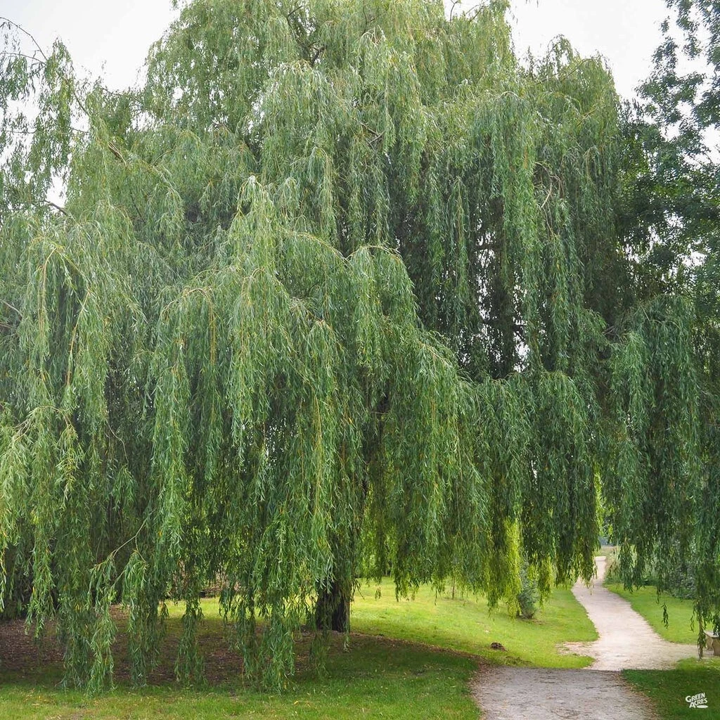 Weeping Willow Cuttings – 20 Unrooted 8–12" Stems, Fast-Growing Salix Shade Tree Starter Wood for Rooting
