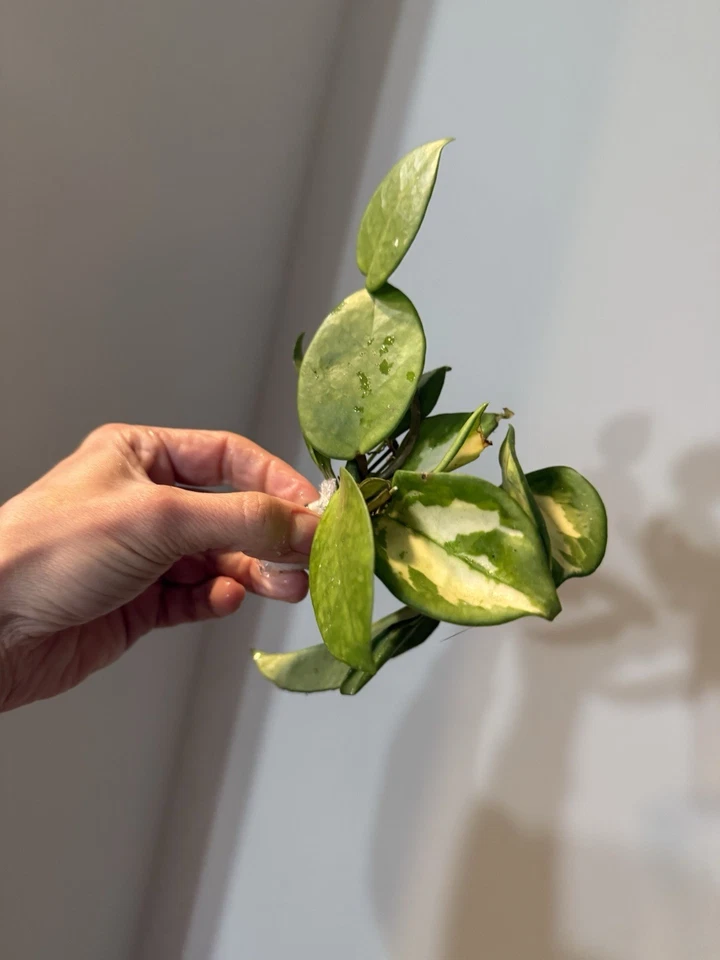 Hoya Variegated Live Cuttings Bundle – 8 Different Types, Indoor Houseplant Cuttings for Planting