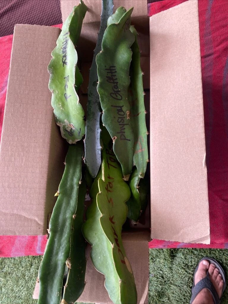 Dragon Fruit Cuttings for Planting – 19 Unrooted Pitaya Cactus Cuttings 8–12 Inches