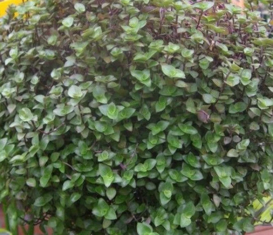 Dwarf Bolivian Wandering Jew Cuttings Callisia repens, Tradescantia Minima, 10 Unrooted Cuttings for Planting