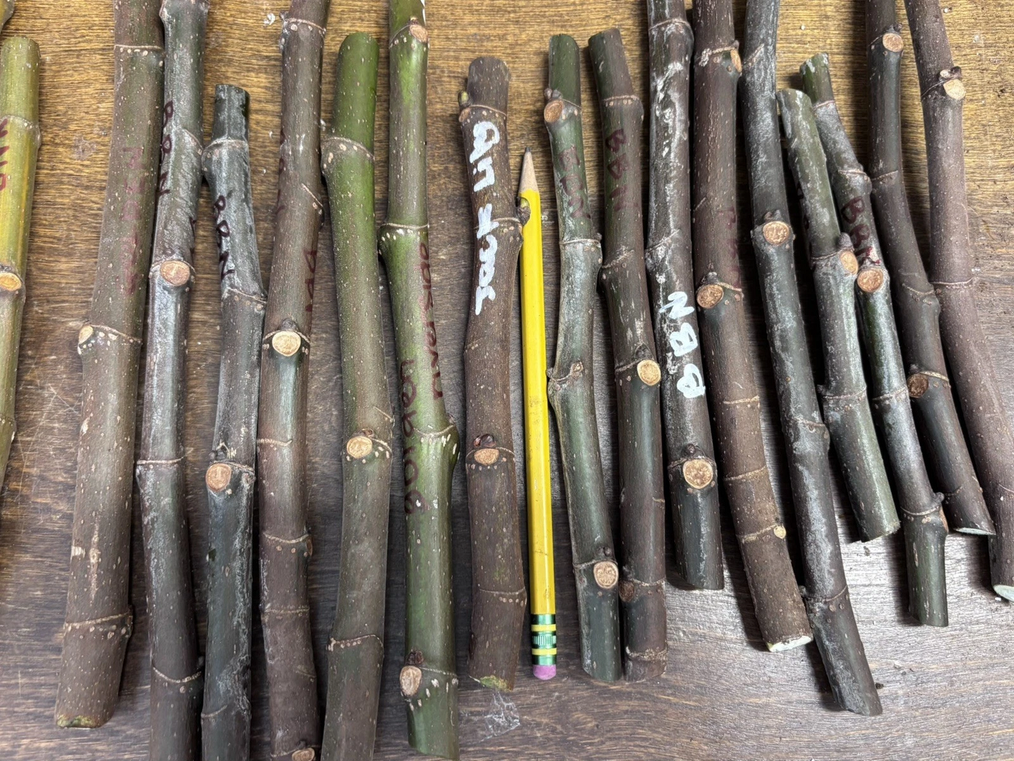 Premium Nordland Fig Cutting – Fresh 6–10" Live Wood for Rooting, Sweet Fruit Variety, Hardy Fig Tree Starter for Home Gardens