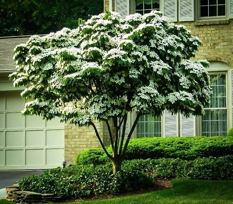 White Kousa Dogwood Tree Cuttings – 3 Unrooted Cornus Kousa Cuttings – Ornamental Flowering Tree