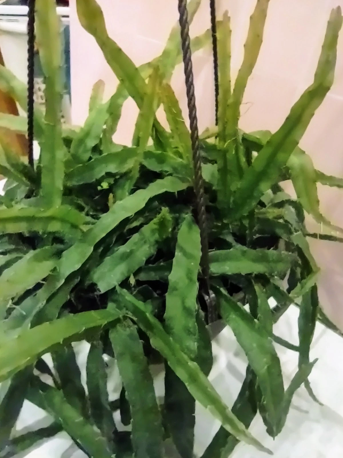 Hurricane Cactus Lepismium Cruciforme Flat Form Unrooted Cutting Easy Grow Epiphytic Cactus