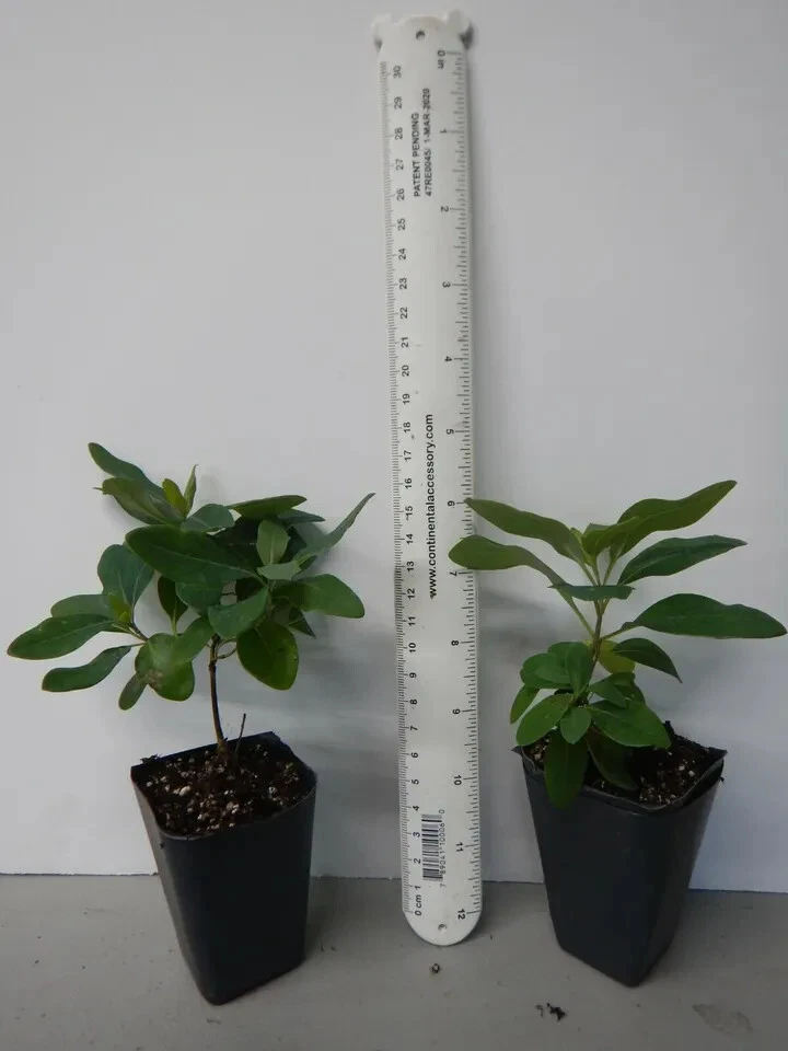 Candy Swirl Honeysuckle Rooted Starter Plant – Lonicera Climbing Vine for Trellis, Fence, or Garden Growing