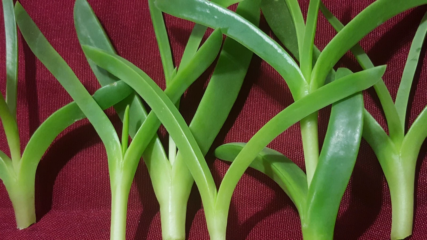 Ice Plant Cuttings – 6 Live Unrooted Delosperma Succulent Stems, Coastal Pigface Groundcover 3 to 4 Inch Cuttings