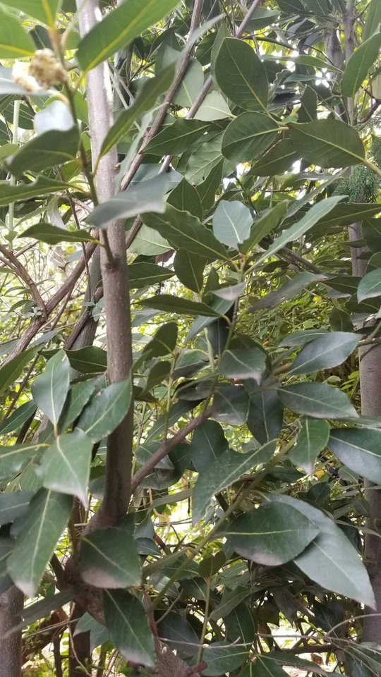 Bay Laurel Tree Cuttings – 5 Fresh Laurus Nobilis Stem Cuttings for Propagation and Planting