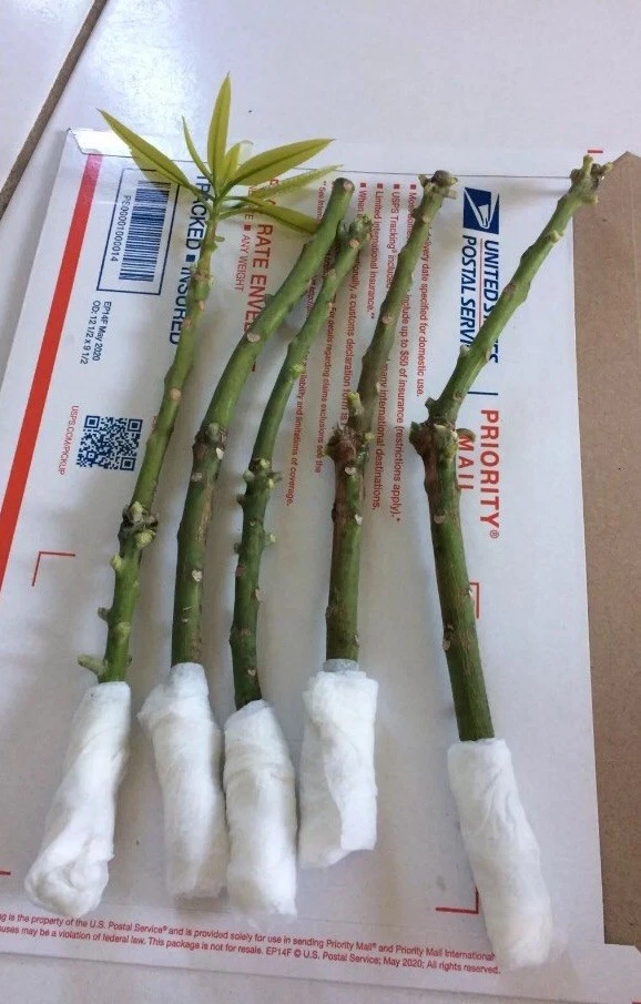 Valencia Mango Scionwood Cuttings for Grafting 5 Pieces Unrooted Propagation Wood